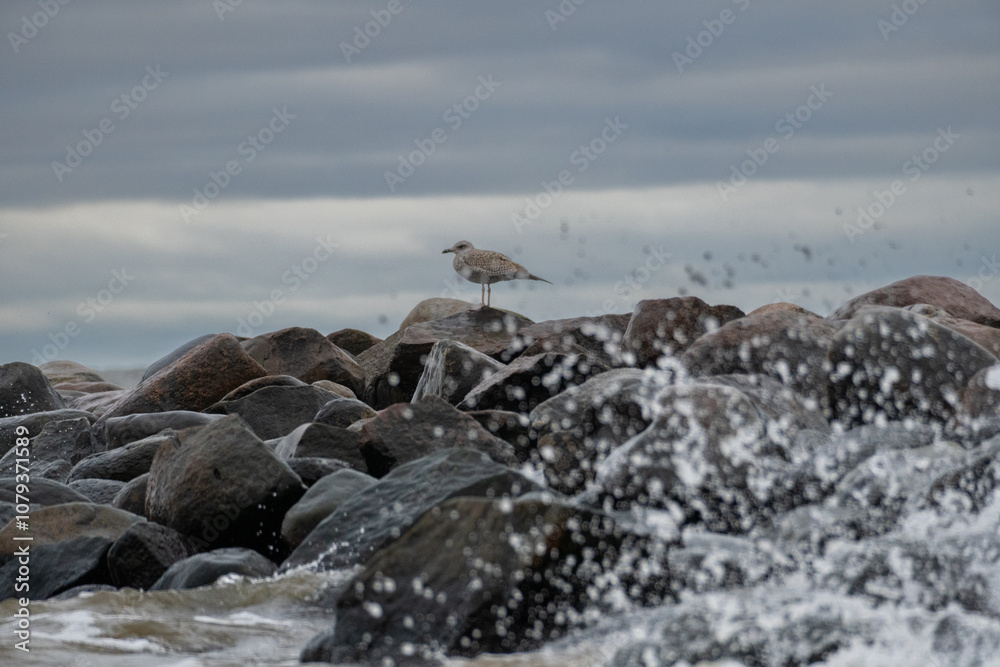 Gull perched on a stone against the sea. Splashes from the waves bumping against the rocky shore Gull perched on a stone against the sea. Splashes from the waves bumping against the rocky shore