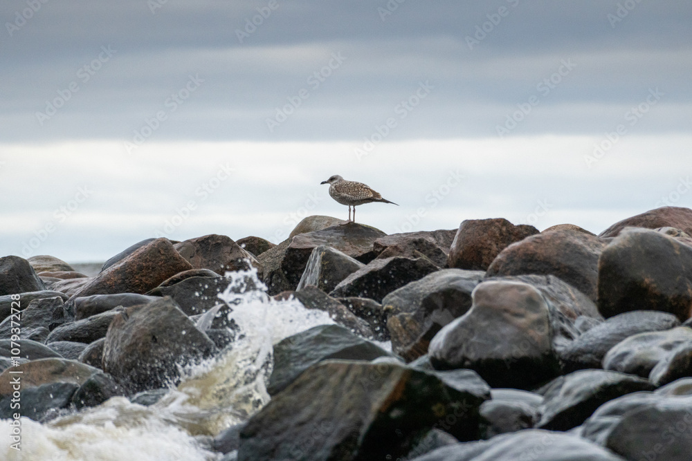Gull perched on a stone against the sea. Splashes from the waves bumping against the rocky shore Gull perched on a stone against the sea. Splashes from the waves bumping against the rocky shore