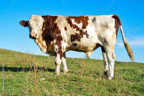 Beautiful and powerful Montbeliarde bull in a cow herd in a pasture.