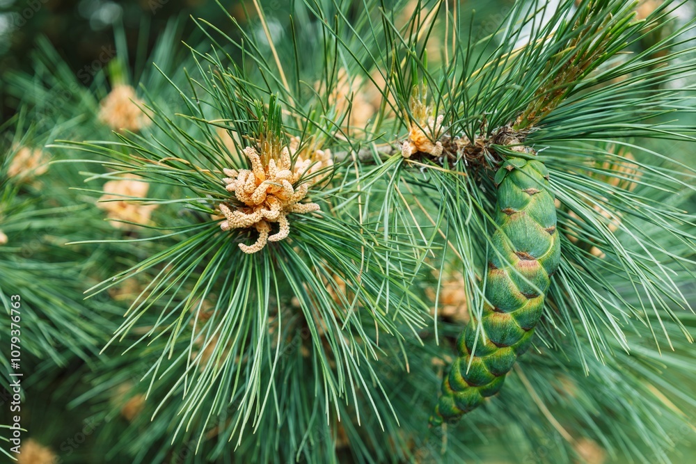 Blossom of Macedonian pine. Male pollen producing strobili. New green cone of Balkan pine. Pinus peuce. Yellow cluster pollen-bearing microstrobiles of white pine group, Pinus subgenus Strobus. Blossom of Macedonian pine. Male pollen producing strobili. New green cone of Balkan pine. Pinus peuce. Yellow cluster pollen-bearing microstrobiles of white pine group, Pinus subgenus Strobus.