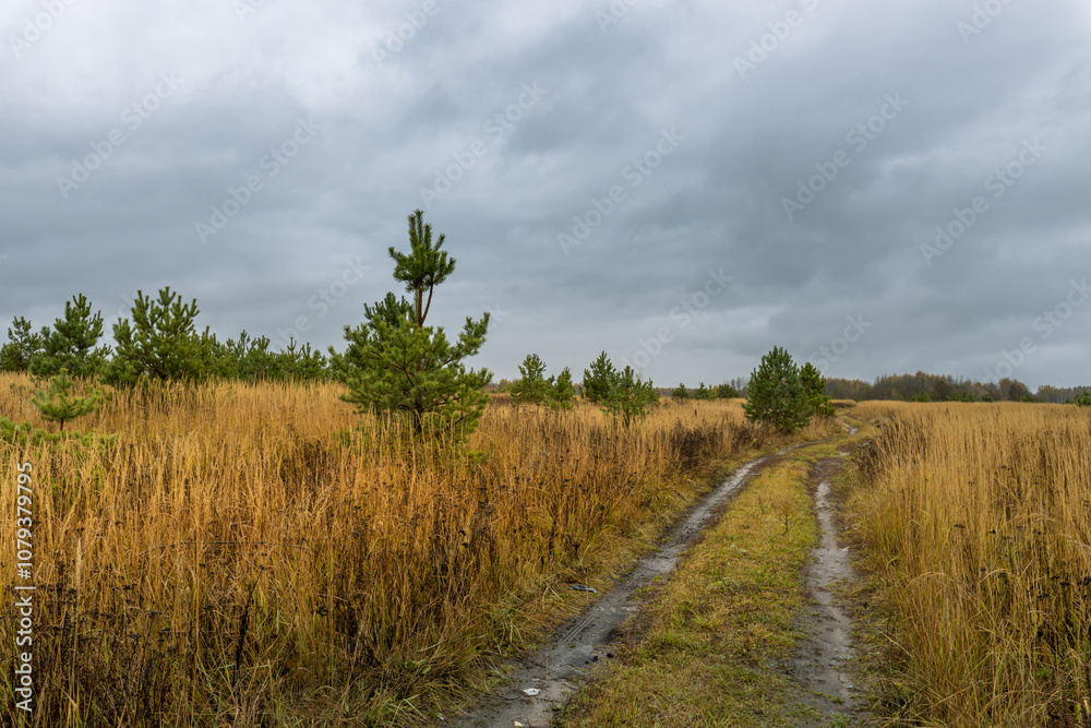Naklejka premium A road cuts through a field of tall grass