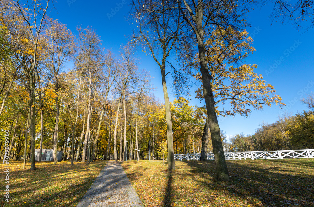Fototapeta premium A path through a forest with trees and a fence in the background