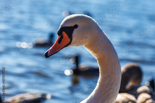 white young swans in lake with blue dark background with sun rays photo