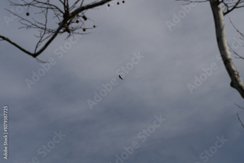 Birds of indiana