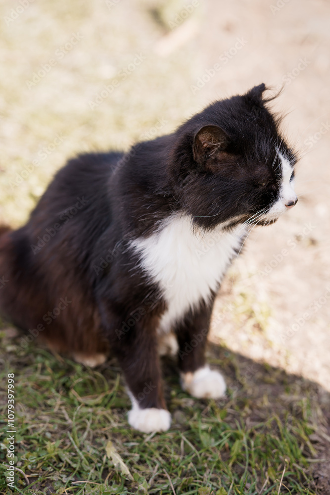 A Fluffy Black and White Cat Sitting on Grass A Fluffy Black and White Cat Sitting on Grass