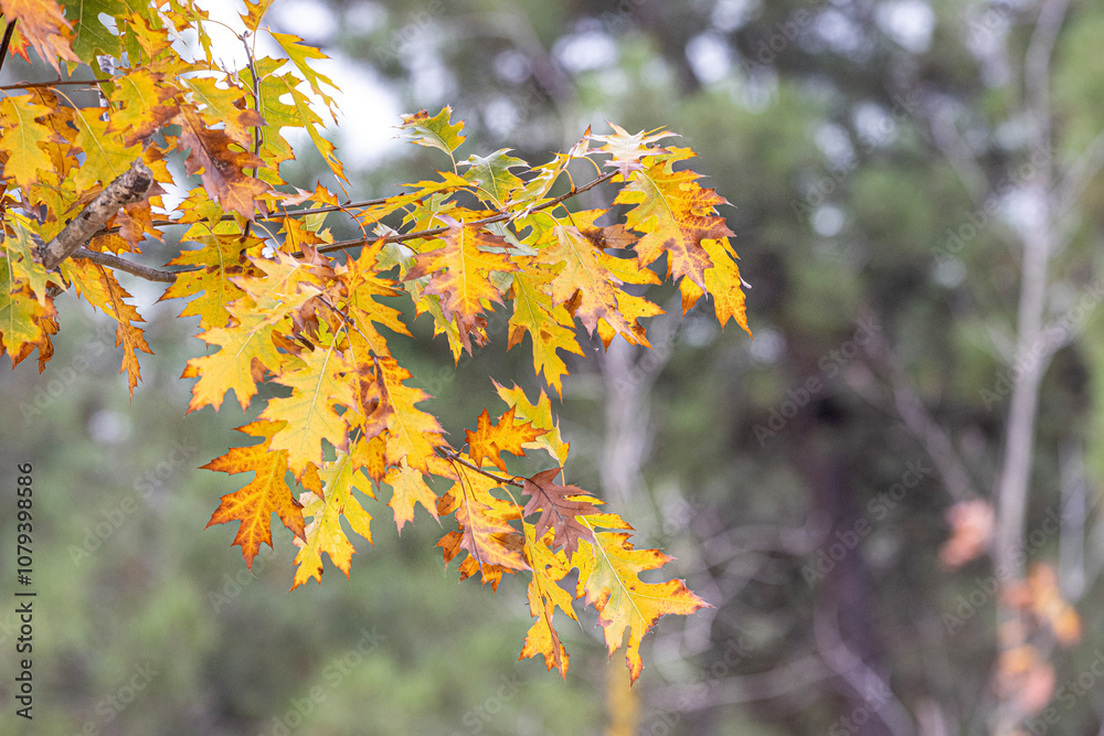 Autumn tree leaves. Quercus rubra, commonly called northern red oak or champion oak. Fall background. Autumn texture. Autumn tree leaves. Quercus rubra, commonly called northern red oak or champion oak. Fall background. Autumn texture.