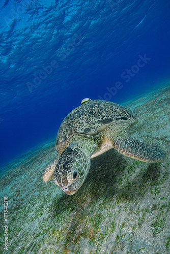 Green Sea Turtle (Chelonia mydas)
