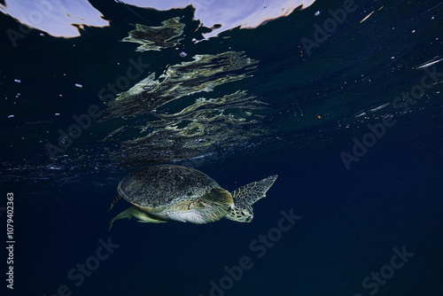 Green Sea Turtle (Chelonia mydas)
