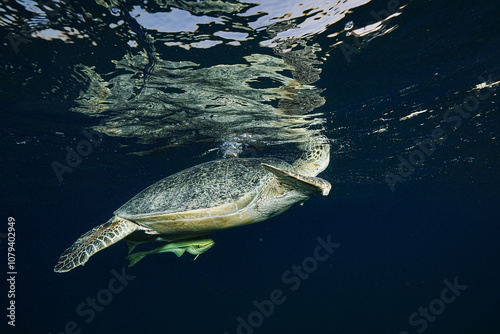 Green Sea Turtle (Chelonia mydas)