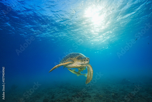 Green Sea Turtle (Chelonia mydas)