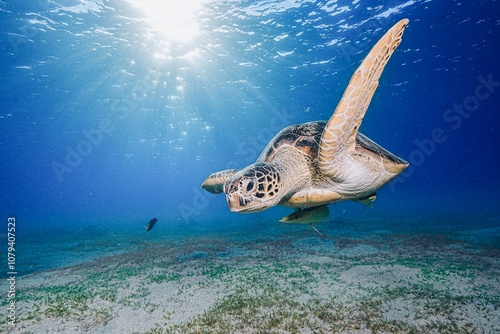 Green Sea Turtle (Chelonia mydas)
