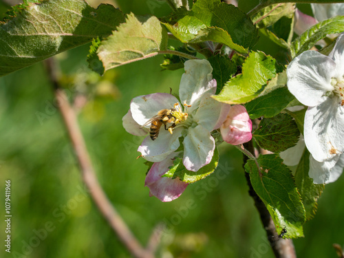 Macro photographie Abeille photo