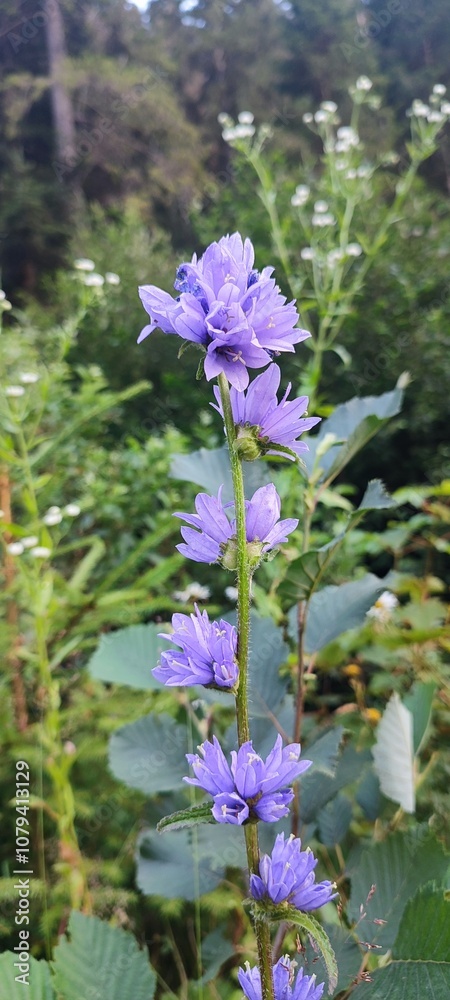 Obraz premium Bellflowers Blooming in Forest Landscape