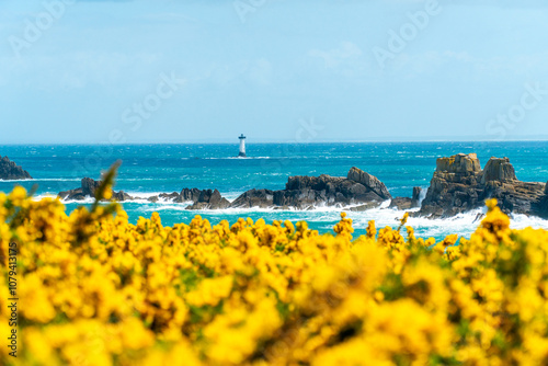 Paysage marin avec ajoncs en fleurs photo