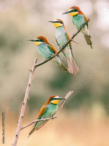 bee-eater on a branch