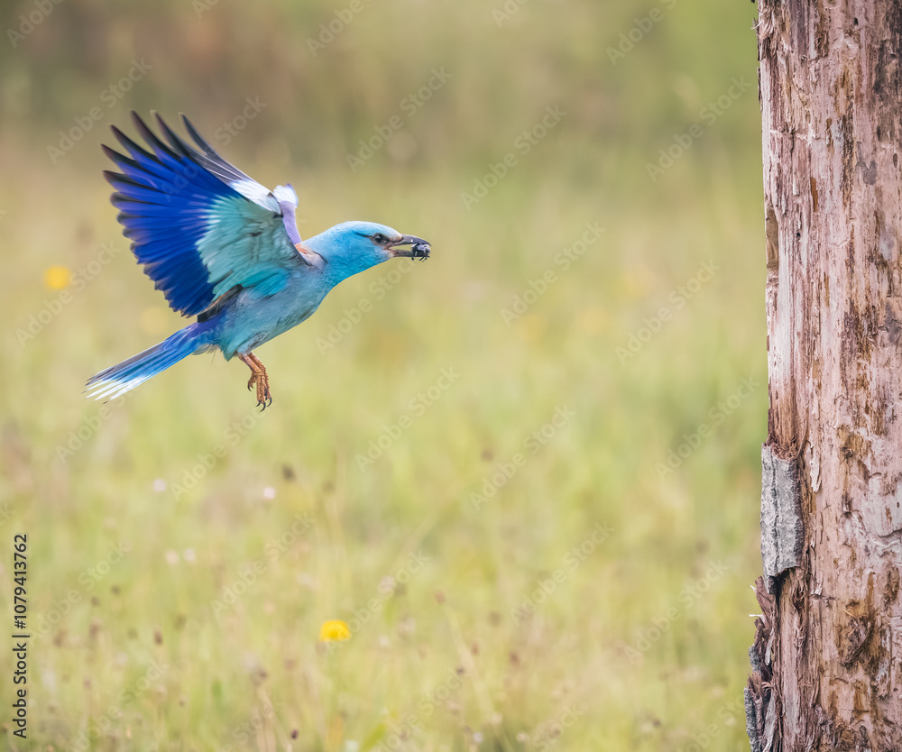 european roller flying to the nest with a bug european roller flying to the nest with a bug