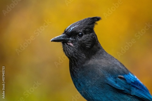 Stellar's Jay