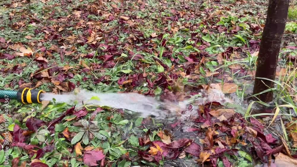 watering the garden with a hose watering the garden with a hose