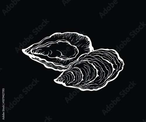 Vector illustration of oysters