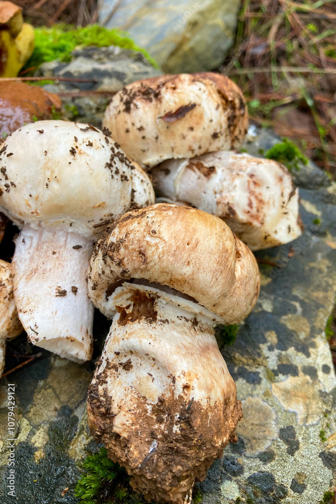 Variety of mushrooms along a woodland path, National park of Sierra de Las Nieves, Andalusia, Spain Variety of mushrooms along a woodland path, National park of Sierra de Las Nieves, Andalusia, Spain