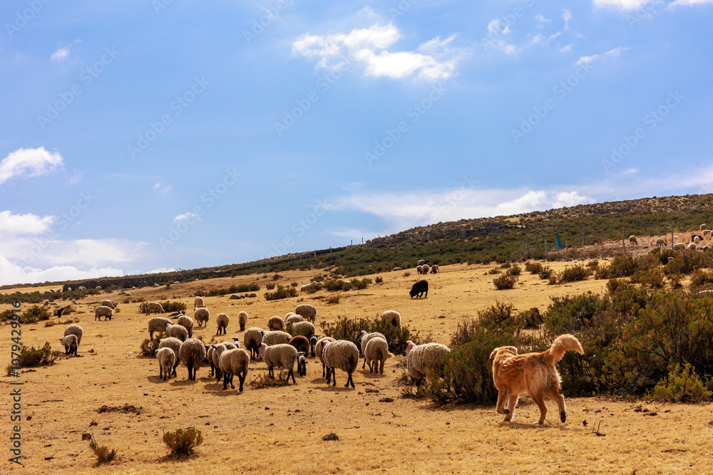 Obraz premium Andean landscape in the stone forest of Pampachiri in Andahuaylas, Peru.