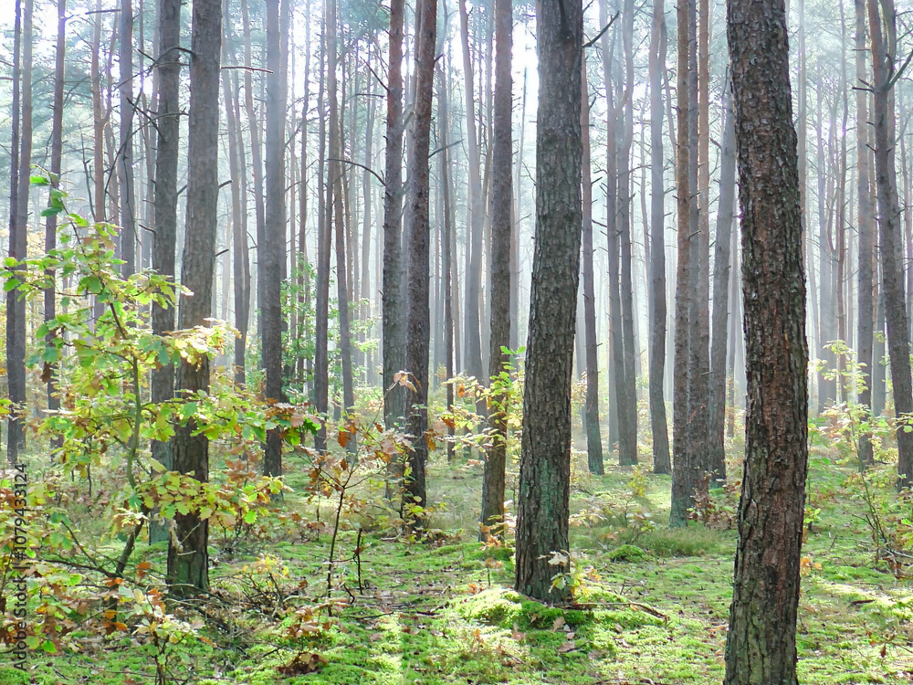 Obraz premium autumn cloudy day in the forest with tall trees and fog in the background