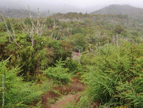 Nationalpark Garajonay auf La Gomera photo