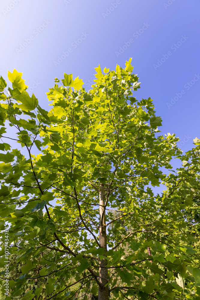 the green foliage of a tulip tree in sunny weather the green foliage of a tulip tree in sunny weather