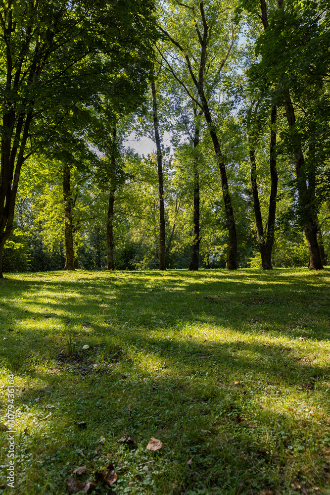 Mixed deciduous forest with green foliage in summer Mixed deciduous forest with green foliage in summer