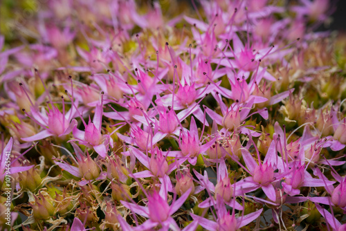 Macro shot of Hylotelephium spectabile flower. photo