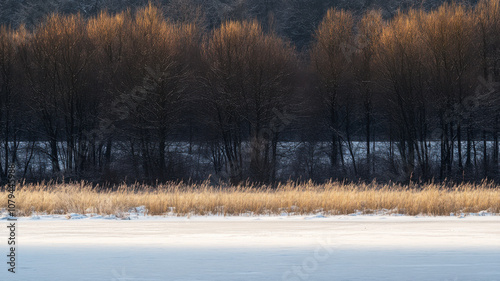 Wallpaper Mural Winter landscape. Common reed grass, Phragmites australis, on frozen lake shore. Bare trees in the background. Torontodigital.ca