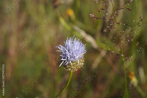 beautiful sheep's bit flowers (Jasione montana) grow on nutrient-poor soils