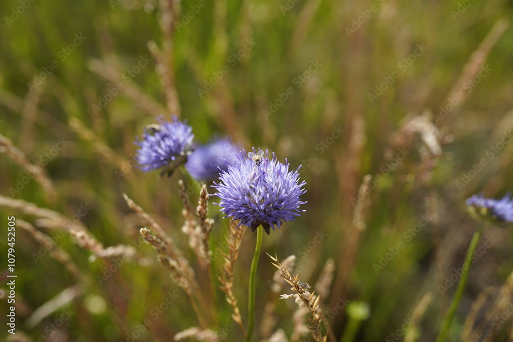beautiful sheep's bit flowers (Jasione montana) grow on nutrient-poor soils beautiful sheep's bit flowers (Jasione montana) grow on nutrient-poor soils