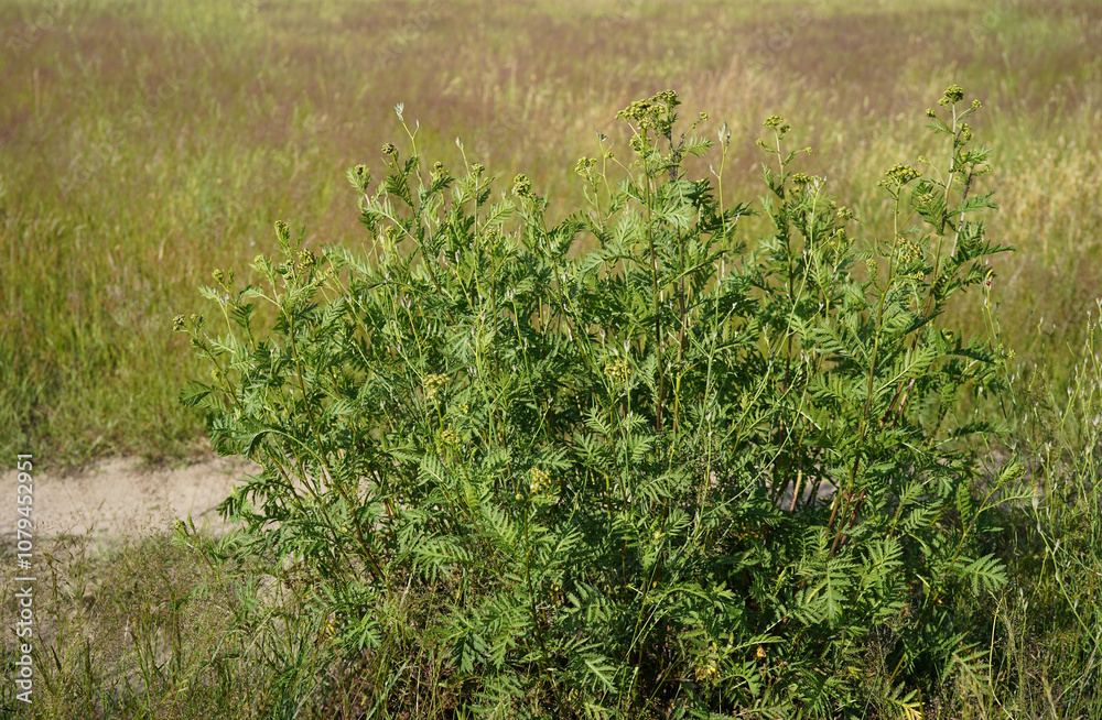 image of a tansy flower bush (Tanacetum vulgare) image of a tansy flower bush (Tanacetum vulgare)