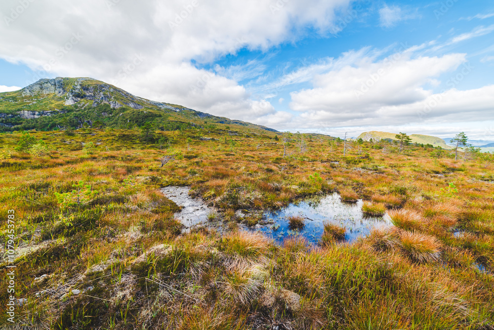 High Altitude Swamp High Altitude Swamp