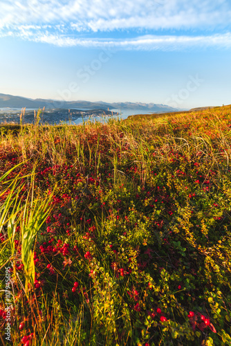 Red Berries Above The Fjord photo