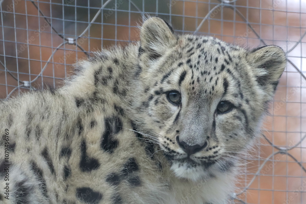 Obraz premium kitten snow leopard