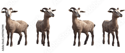 Four Adorable Goats Standing Together, Isolated on Transparent Background