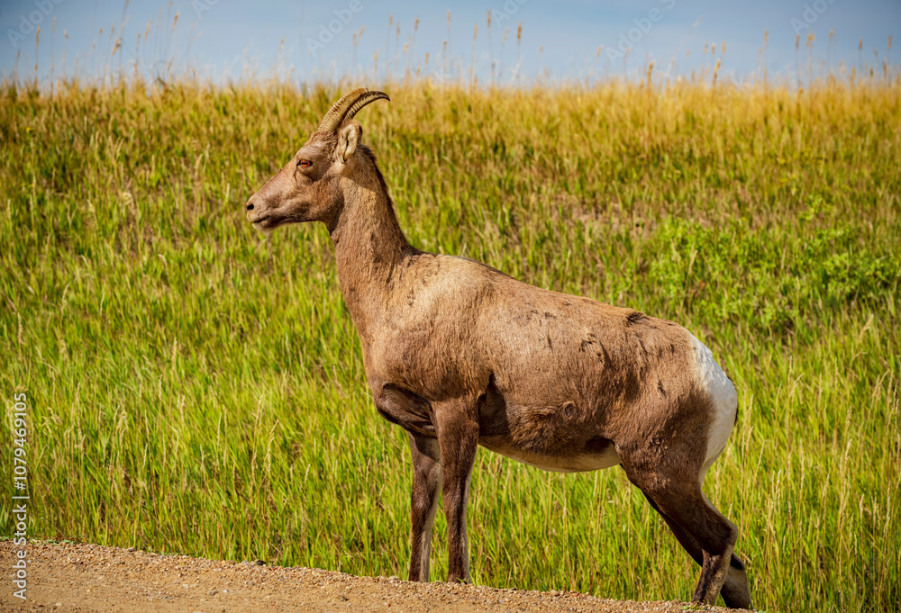 Bighorn sheep graze in the grasslands of Badlands National Park near Wall South Dakota Bighorn sheep graze in the grasslands of Badlands National Park near Wall South Dakota