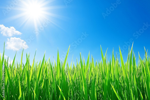 Lush Green Grass Under Bright Blue Sky