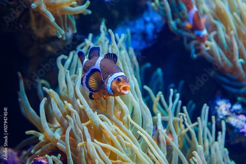 Bright orange ocellaris clownfish with white bands and black fin outlines swimming near light green sea anemone in blue water photo