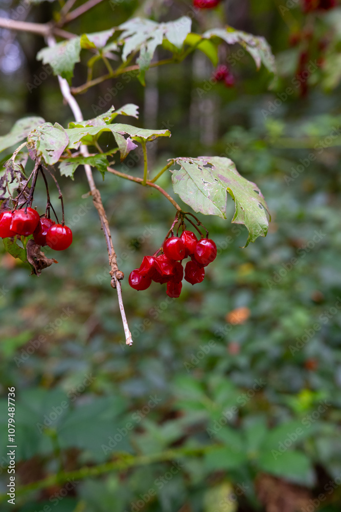 common snowball (Viburnum opulus) plants with small red berries in the forest common snowball (Viburnum opulus) plants with small red berries in the forest