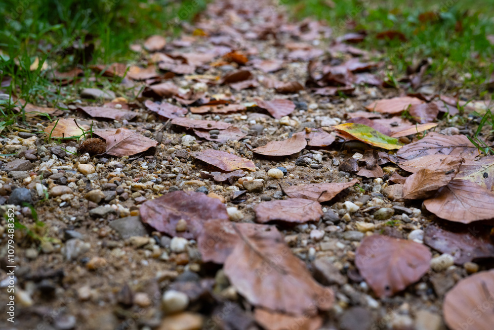 autumn leaves lie on a path in the forest autumn leaves lie on a path in the forest