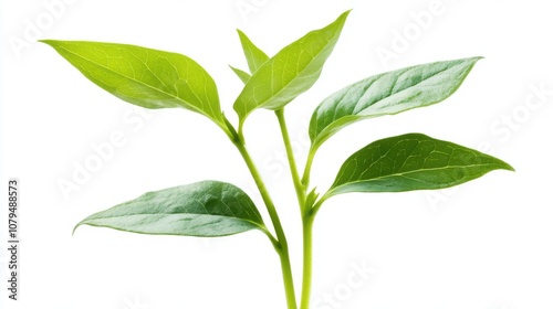 Fresh green plant leaves, white isolated background.