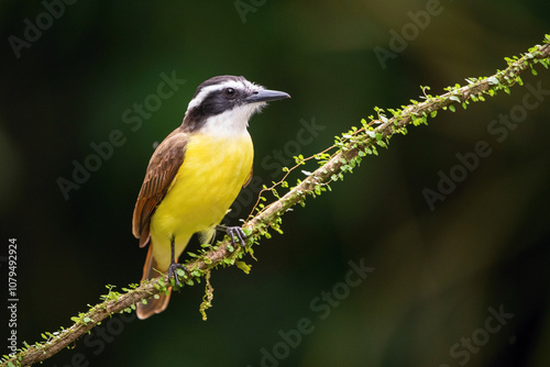 Beautiful Great Kiskadee (Pitangus sulphuratus) perched on a delicate vine, displaying its vibrant yellow chest and contrasting brown wings against a lush, green backdrop in its natural habitat.