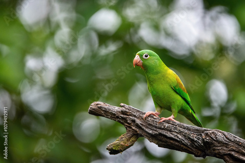 An Orange-chinned Parakeet (Brotogeris jugularis) perches gracefully on a textured branch, showcasing its vibrant green feathers and subtle orange chin against a lush, natural background.