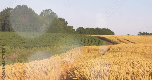 wheat field in the sun	