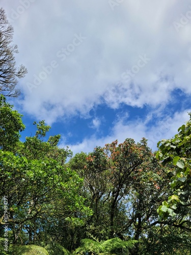trees and clouds