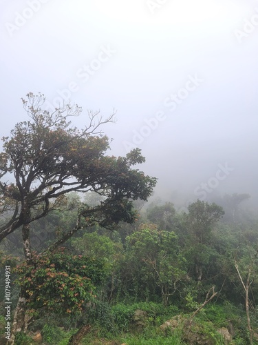 misty morning in the forest