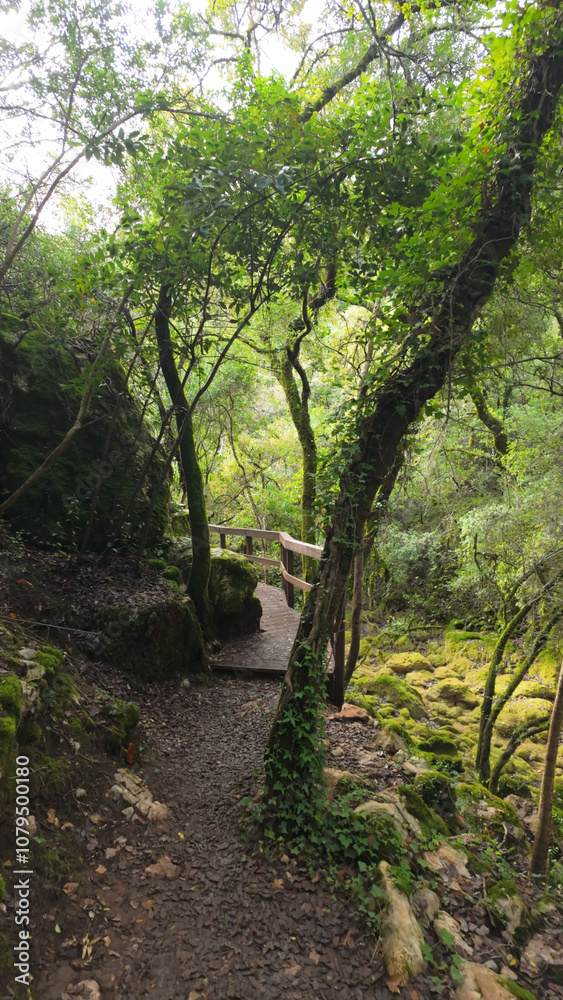 Mystical forest at Rio de Mouros pathway in Condeixa, Coimbra Portugal Mystical forest at Rio de Mouros pathway in Condeixa, Coimbra Portugal
